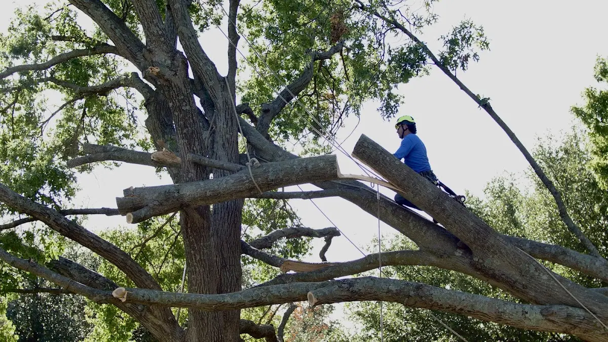 Professional Crown Thinning performed by certified arborists in East Berne