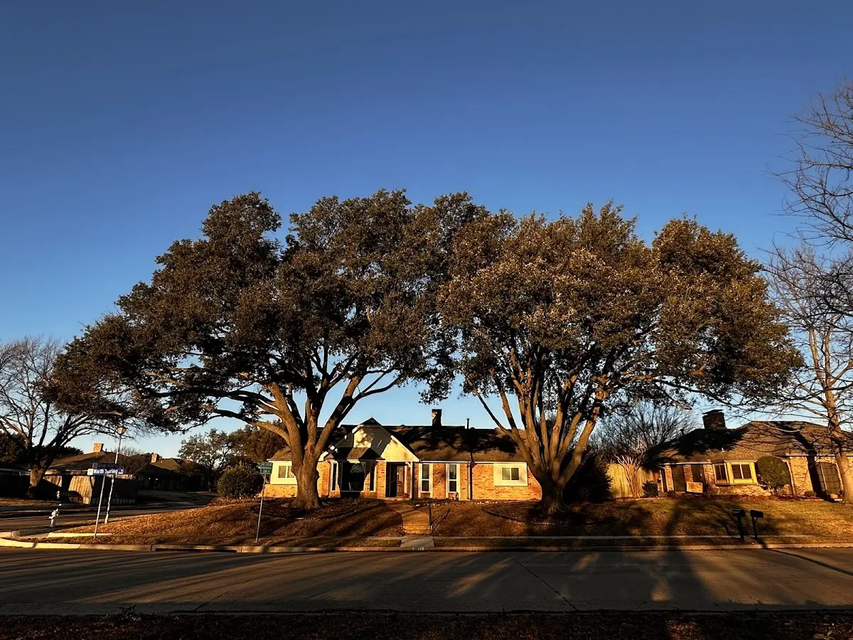 Established residential canopy tree shading a home in East Berne